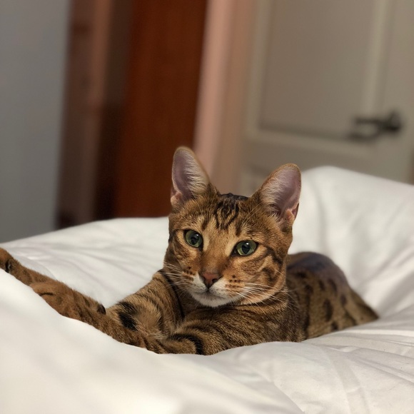 Meet your Posher, Michelle - Picture 1 of 5